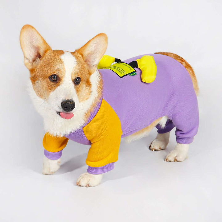 Corgi Snowsuit