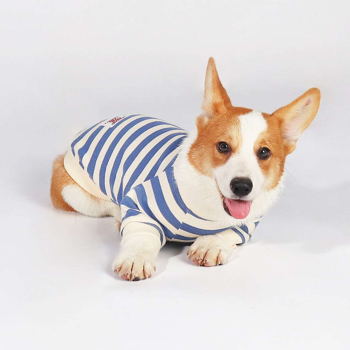 Corgi Puppy Outfits