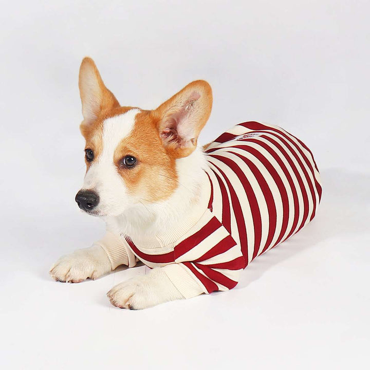 Corgi Puppy Outfits