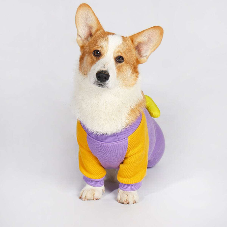 Corgi Snowsuit