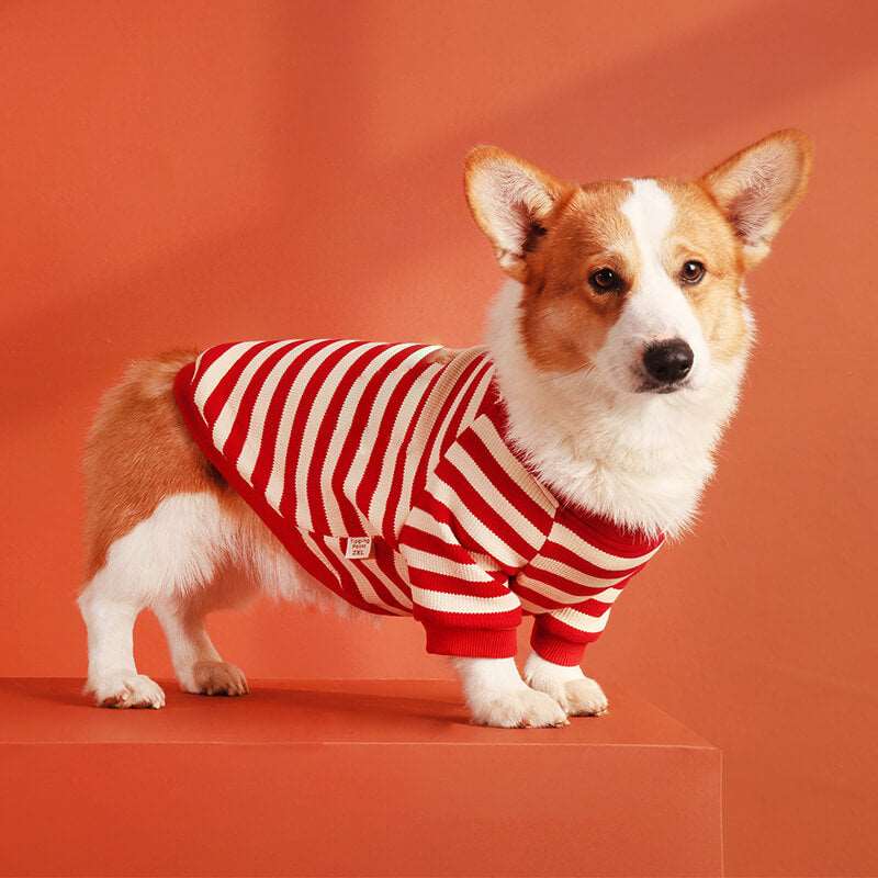 Sweater with Corgi