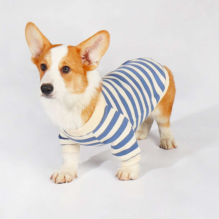 Corgi Puppy Outfits