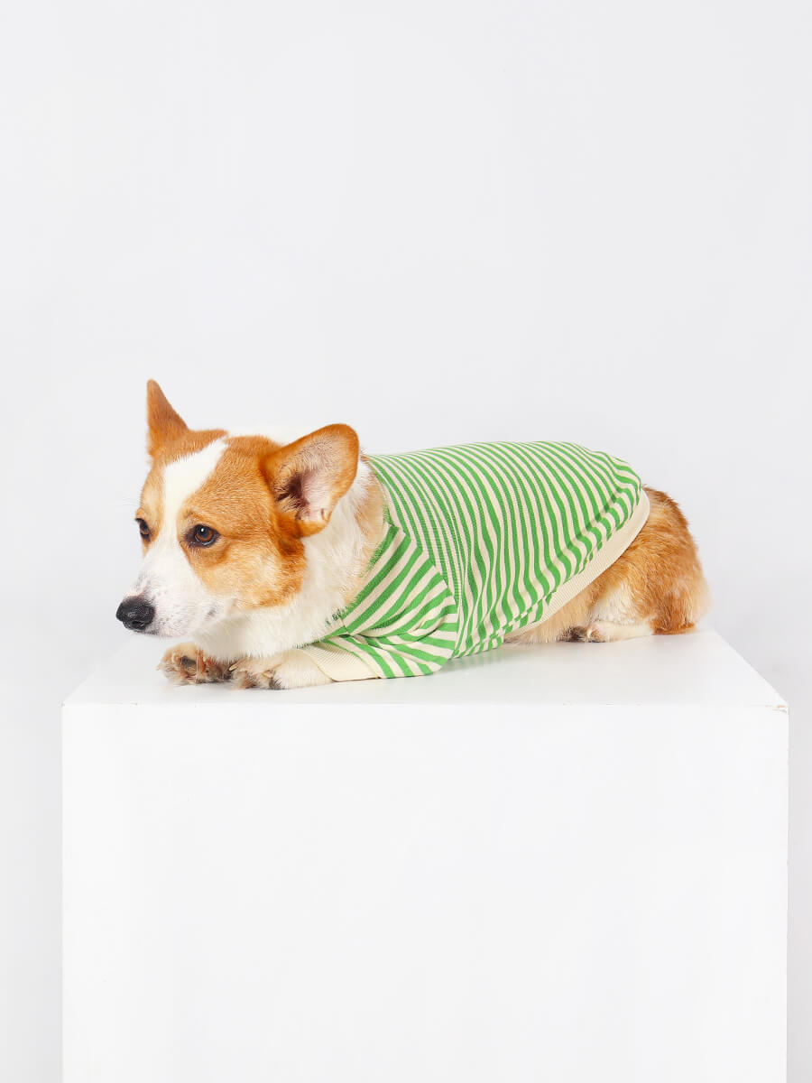 Orders corgi dog sweater