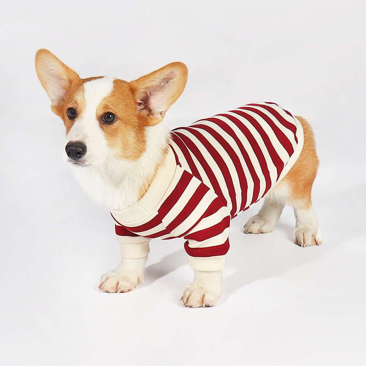 Corgi Puppy Outfits