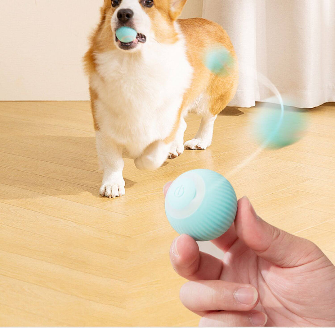 Automatic Tough Chewer Dog Toys