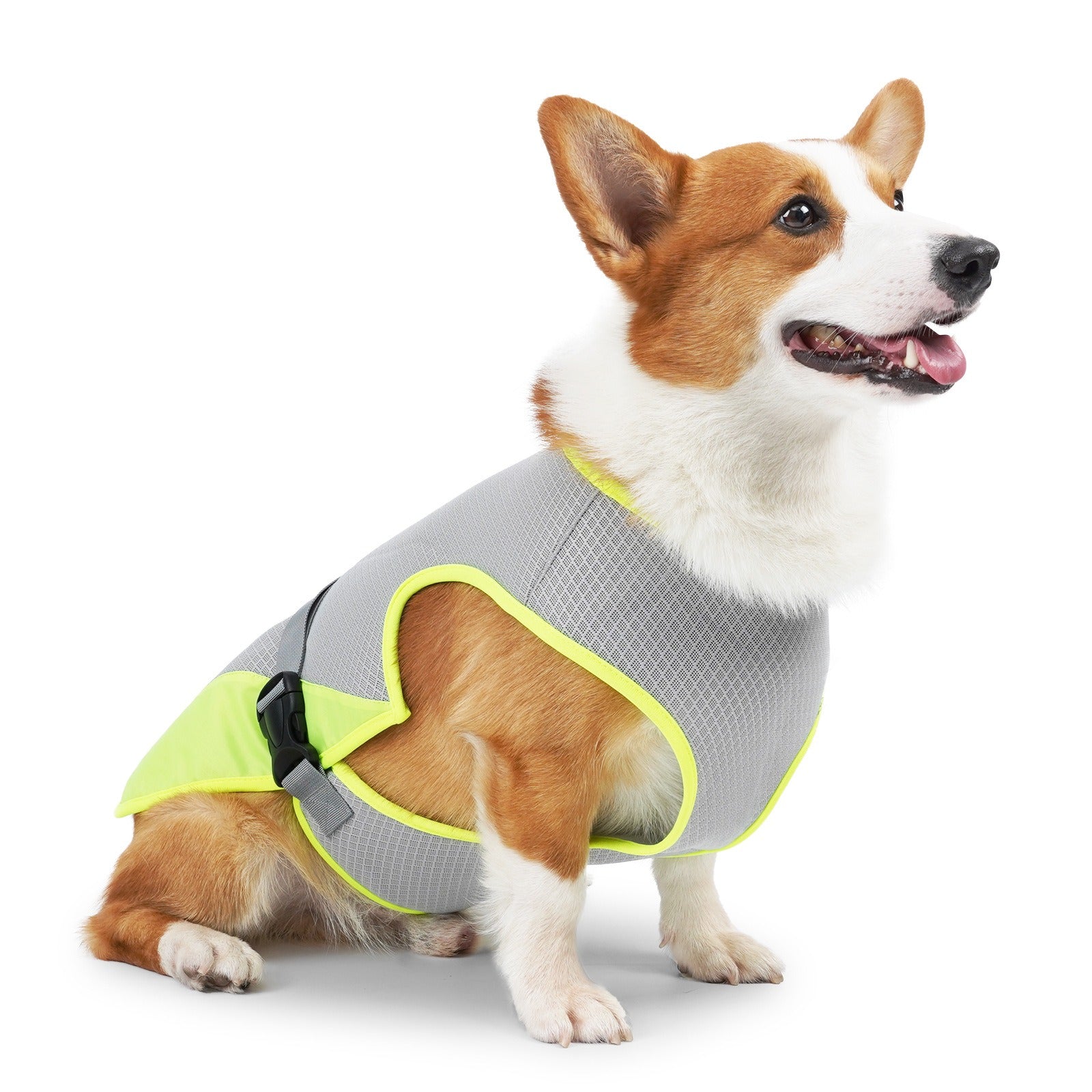 Corgi clothes for humans fashion