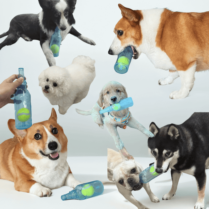 Dog Bottle Toy